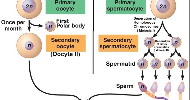 Difference between sperm and egg