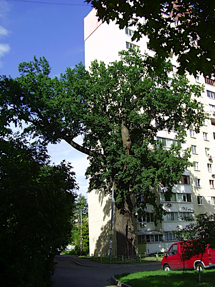 P7240108.JPG