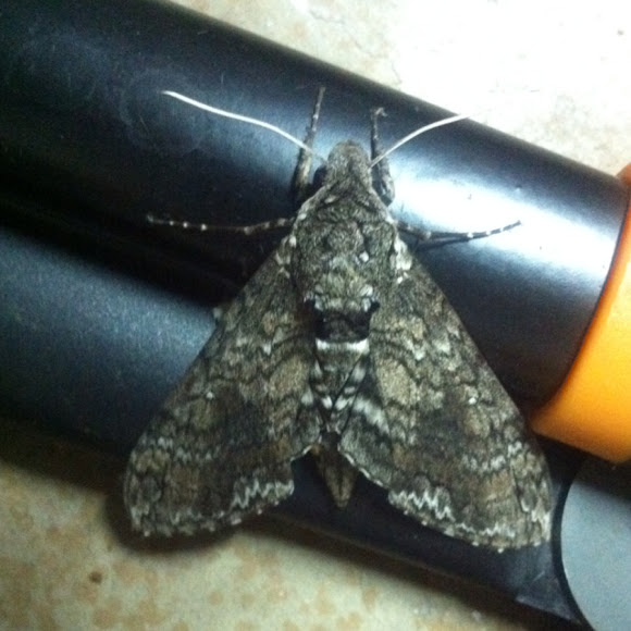 Spotting Image 1