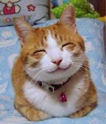 [so_happy_smiling_cat3.jpg]