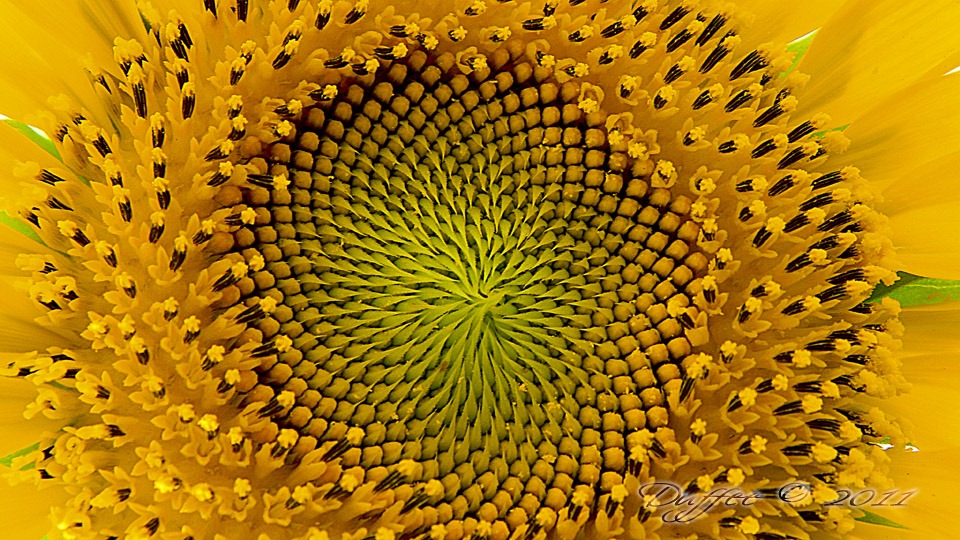[Center%2520of%2520a%2520Sunflower%255B5%255D.jpg]