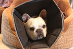 We dogs lick our wounds in order to clean them, but we have a tendency to lick too much, causing an irritation called lick granuloma, a type of sore, red lesion!