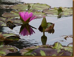 lily pond