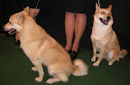 Norwegian Buhunds