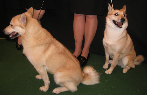 Norwegian Buhunds