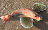 Gurnard