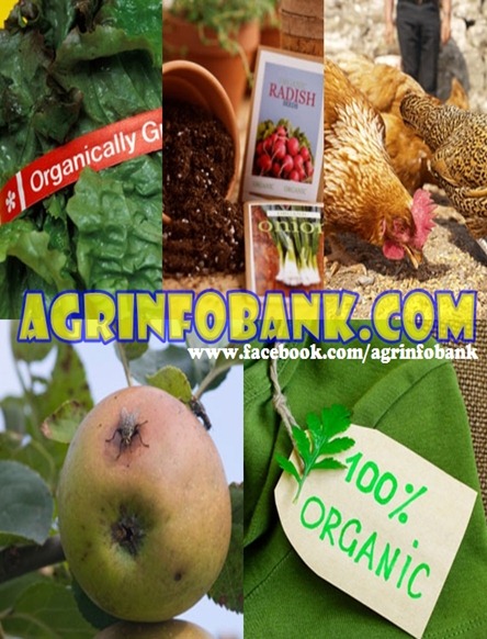 Things You Must Know Before You Buy Organic