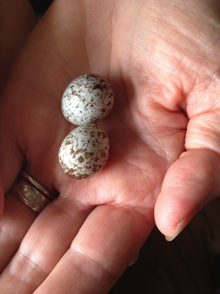 Cowbird Eggs