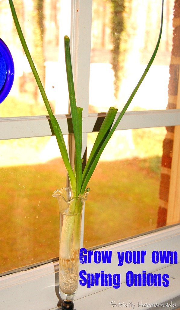 [Spring%2520Onions%255B5%255D.jpg]