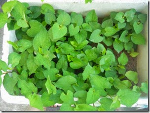 clip_image002 clip_image002