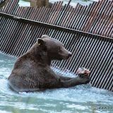 Urso - Chilkoot Lake State Park -  Haines, Alaska, EUA