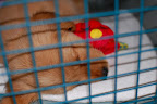 DSC_6582.JPG