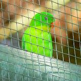 Yellow-throated Hanging Parrot (Loriculus pusillus)