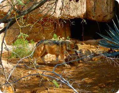 Mexican wolf