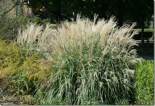FPC_Miscanthus_Silver
