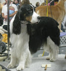 Tri-Colored English Springer Spaniel