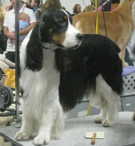 Tri-Colored English Springer Spaniel