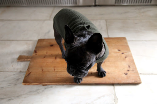 Come on, Sharkey!  This could be fun!  We'll set the whole thing up on this wooden cutting board, just like the photograph we saw on TV.