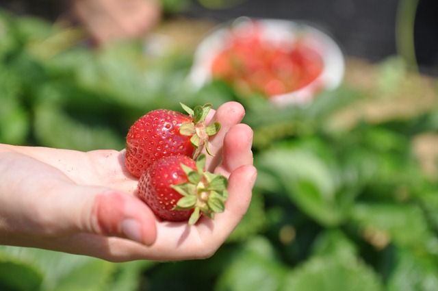 [Strawberry%2520Picking%2520May%25202011%252036%255B2%255D.jpg]