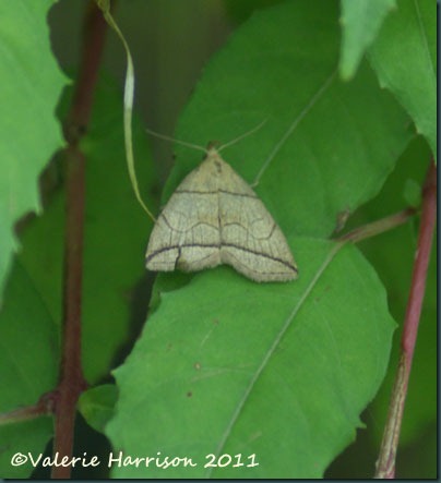 small-fan-foot