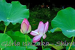 87 - Glória Ishizaka - Shirotori Garden