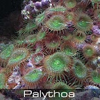 palythoa2.jpg
