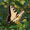swallowtail6961S.JPG