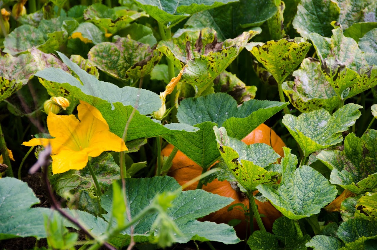 Pumpkin