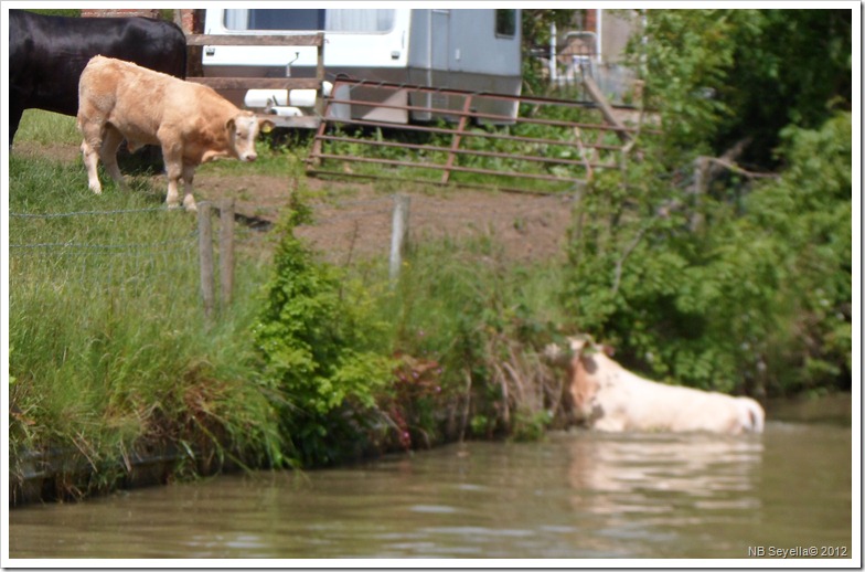 SAM_0985 Swimming Calf