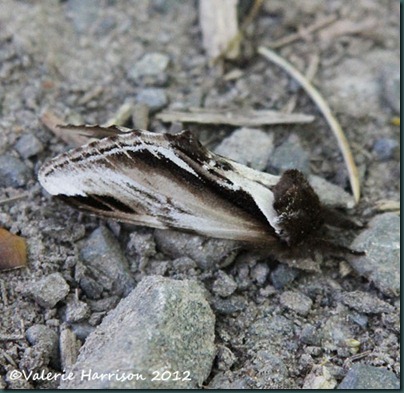 44 lesser-swallow-prominent-1