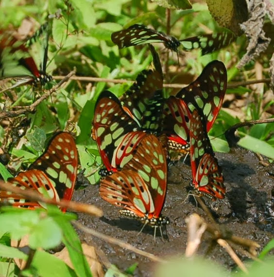Graphium cyrnus (BOISDUVAL, 1836), endémique. Parc de Mantadia (Madagascar), 29 décembre 2013. Photo : T. Laugier