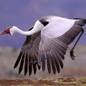 Wattled Crane