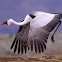 Wattled Crane