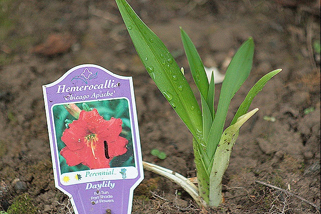 [Daylily_ChicagoApache%255B4%255D.jpg]