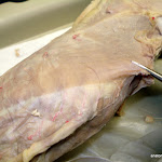 latissimus.JPG