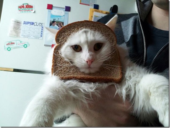 breaded-cats-9