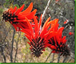 Erythrina_lysistemon