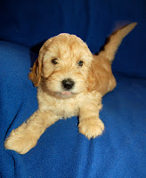 Fun Loving Labradoodle