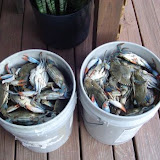 A bunch of blue crabs.