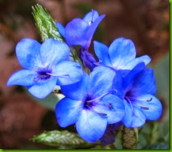 Eranthemum pulchellum