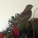House Sparrow (Female)