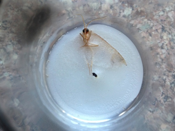 moth_in_wax.jpg Moth in Wax