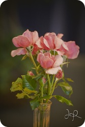 tomandsarahblogimg_0053
