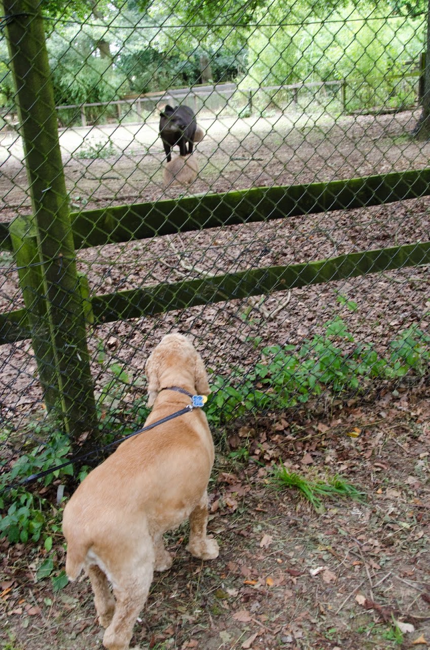 Chewy and capybara