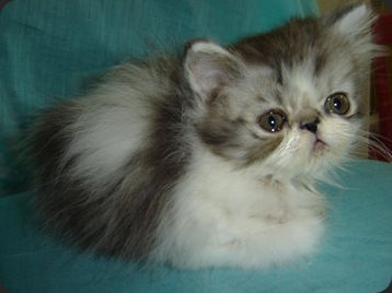 gato-persa-pequeno