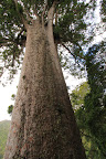 Square Kauri tree.