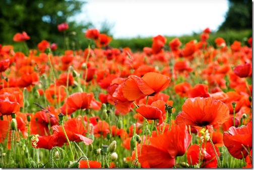 Poppy-Fields-3