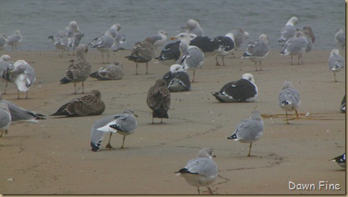 BwBTC Plum Island_028