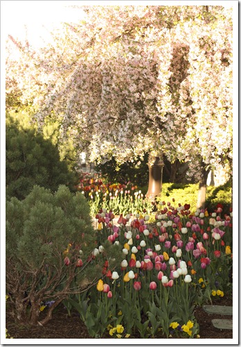 cherry blossoms and tulips
