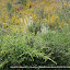 #04 FABACEAE Cytisus multiflorus(.)[Maia,NF37_P.S.P.Avioso,CA&CMMaia]_P1570651.JPG
